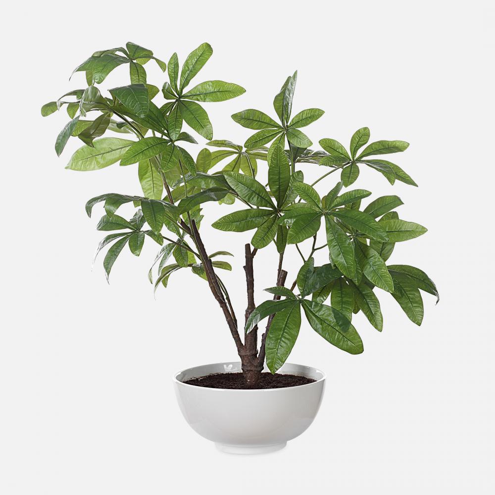 Uttermost Pachira Money Tree